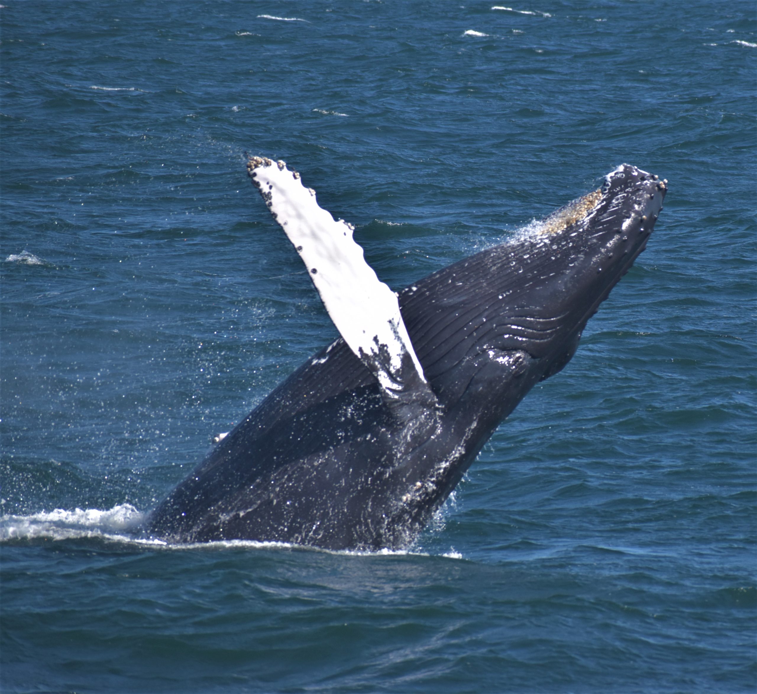 Marine Mammals Guaranteed