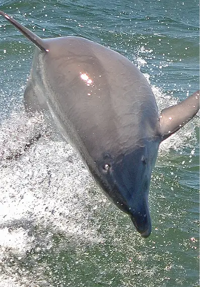 Sunset Dolphin Cruise