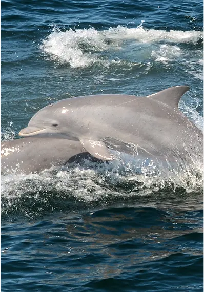 Whale & Dolphin Weekend Cruise