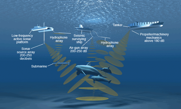 Echolocation, Can You Hear Me Now?