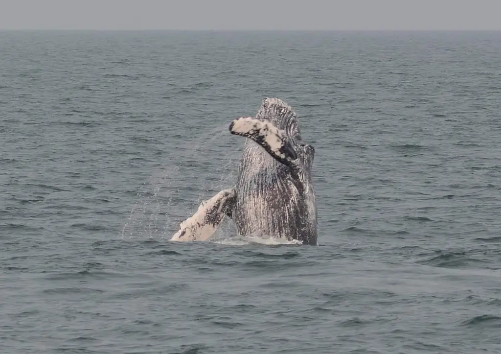 Humpback whales  (Megaptera novaeangliae)