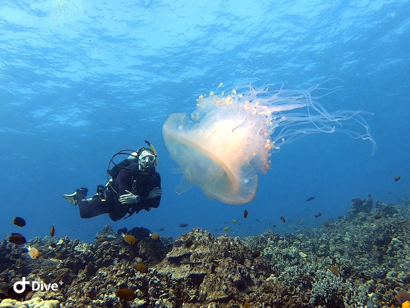 Naturalist Marc&#8217;s Introduction 2021