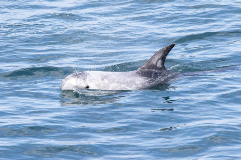 Risso’s dolphins