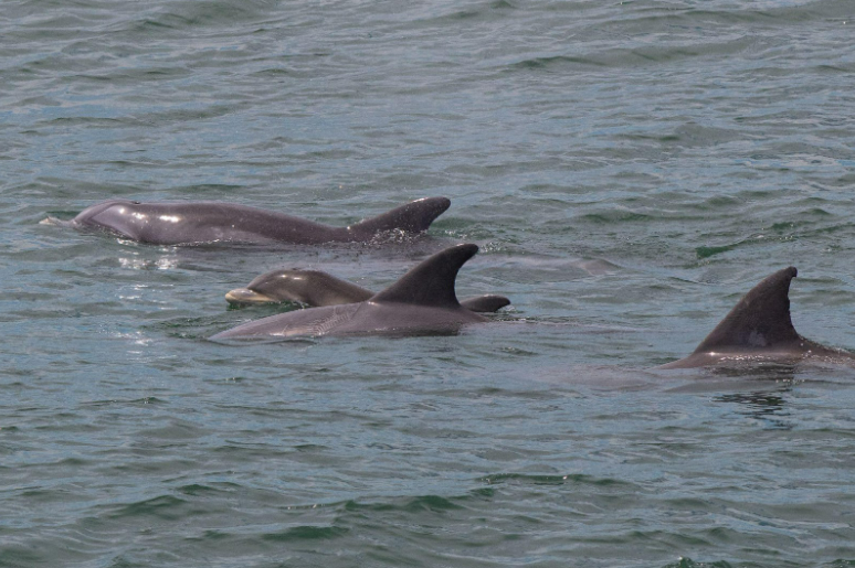 Tamanend’s Bottlenose dolphins