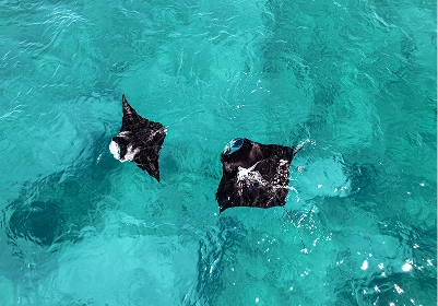 Giant Manta Rays