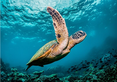 Loggerhead Turtle