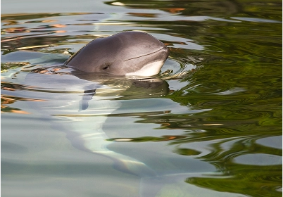 Harbor Porpoise