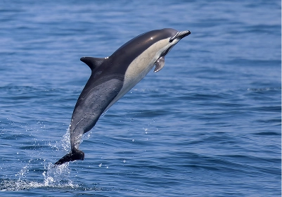Common dolphins