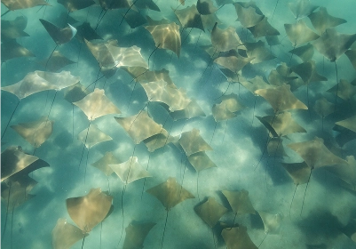 Cownose Rays