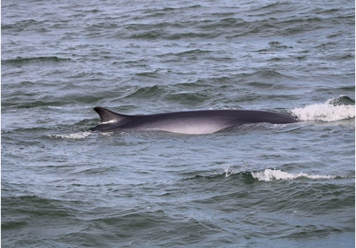 Northern Minke whales