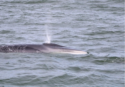 Fin whales