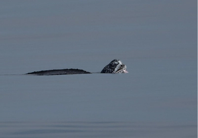 Leatherback Sea Turtle
