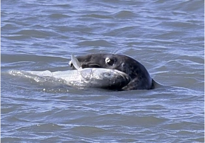Gray seals