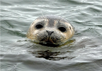 Harbor seals