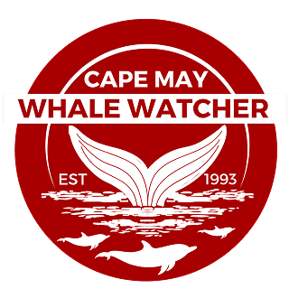 Cape May Whale Watcher