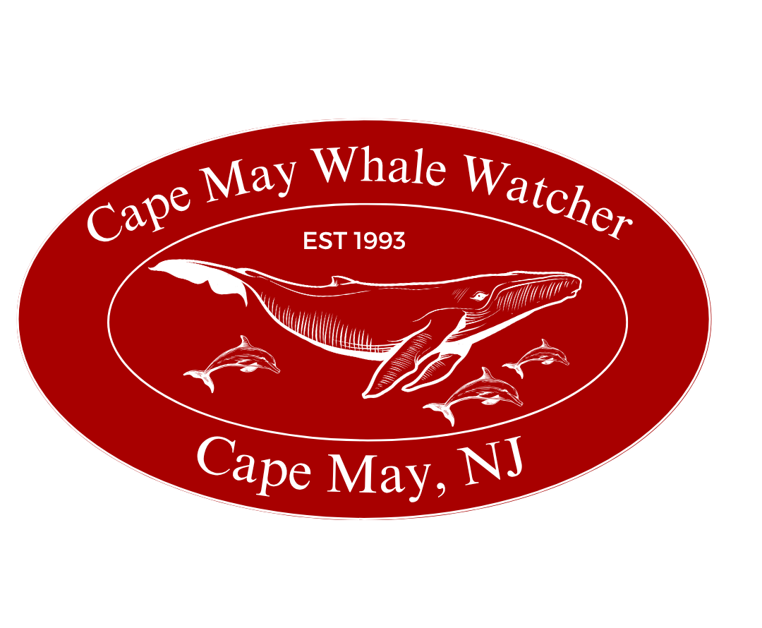 Cape May Whale Watcher