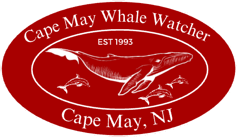 Cape May Whale Watcher